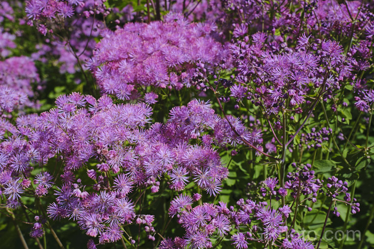 Japanese Meadow Rue (<i>Thalictrum rochebrunianum</i>), a late spring- to early summer-flowering, 1-18m tall perennial native to Japan. Its showy flowerheads are borne atop somewhat glaucous maidenhair fern-like foliage. thalictrum-2040htm'>Thalictrum.
