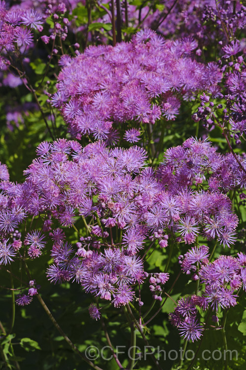 Japanese Meadow Rue (<i>Thalictrum rochebrunianum</i>), a late spring- to early summer-flowering, 1-18m tall perennial native to Japan. Its showy flowerheads are borne atop somewhat glaucous maidenhair fern-like foliage. thalictrum-2040htm'>Thalictrum.