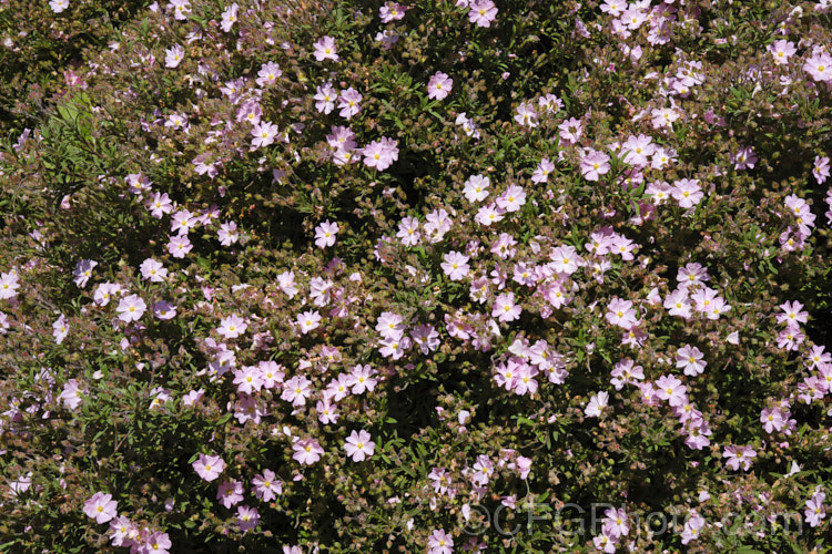 Cistus x skanbergii, a natural hybrid between Cistus monspeliensis and Cistus parviflorus that occur where the natural ranges of the species overlap on the western Italian island of Lampedusa and in Greece. It is an evergreen shrub around 60-10cm high with a spread of up to 15m. It is very similar to Cistus parviflorus but is slightly smaller and its leaves are longer, narrower and more green than sage grey-green. cistus-2182htm'>Cistus. <a href='cistaceae-plant-family-photoshtml'>Cistaceae</a>.
