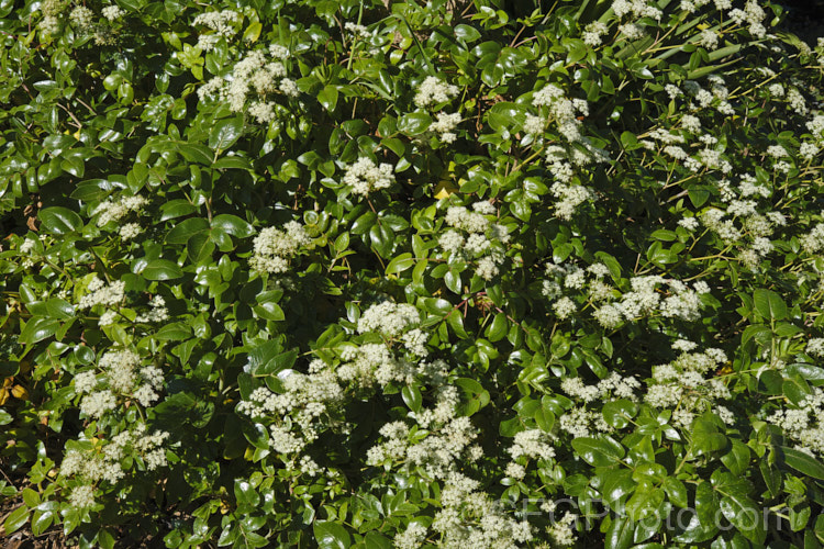 New Zealand Angelica (<i>Scandia rosiflora</i>), a spreading evergreen perennial or subshrub with glossy dark green foliage and sprays of small white flowers. It occurs naturally in coastal regions around Auckland but is not common in the wild. scandia-3288htm'>Scandia.