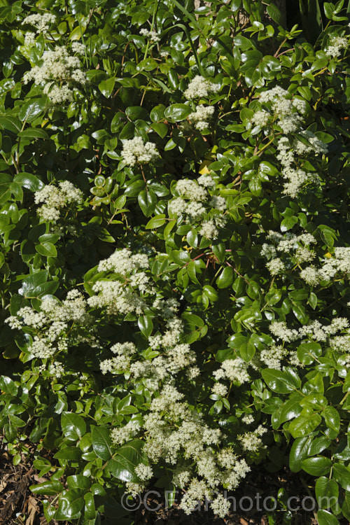 New Zealand Angelica (<i>Scandia rosiflora</i>), a spreading evergreen perennial or subshrub with glossy dark green foliage and sprays of small white flowers. It occurs naturally in coastal regions around Auckland but is not common in the wild. scandia-3288htm'>Scandia.
