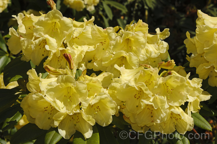 Rhododendron 'Gold Mohur' ('Day. Dream' x 'Margaret Dunn'), a spectacular hybrid raised by Brandt of the United States. Its flowers occur in trusses of up to 12 blooms and its light green foliage has slightly rolled edges. It received an ARS award in 1955