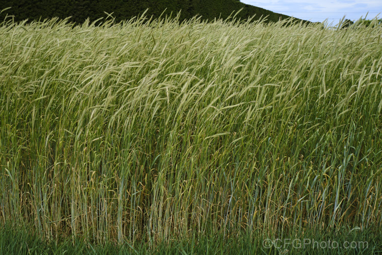 Rye (<i>Secale cereale</i>), once the primary bread grain of Europe, this grain, found from Turkey to Iran and the plains of Central Asia, was largely superseded by wheat. It still remains popular, though, for adding its distinctive flavour and colour to breads, crackers and other baked goods, as well as for the production of rye whisky. While true rye whisky must be made from at least 51% rye, the grain also used in many other whiskies where barley is the predominant grain. secale-3300htm'>Secale. .