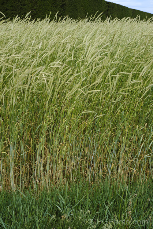 Rye (<i>Secale cereale</i>), once the primary bread grain of Europe, this grain, found from Turkey to Iran and the plains of Central Asia, was largely superseded by wheat. It still remains popular, though, for adding its distinctive flavour and colour to breads, crackers and other baked goods, as well as for the production of rye whisky. While true rye whisky must be made from at least 51% rye, the grain also used in many other whiskies where barley is the predominant grain. secale-3300htm'>Secale. .