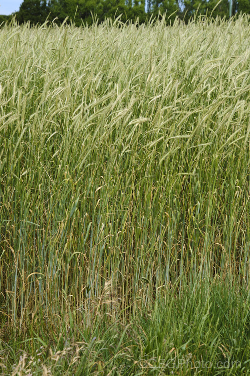 Rye (<i>Secale cereale</i>), once the primary bread grain of Europe, this grain, found from Turkey to Iran and the plains of Central Asia, was largely superseded by wheat. It still remains popular, though, for adding its distinctive flavour and colour to breads, crackers and other baked goods, as well as for the production of rye whisky. While true rye whisky must be made from at least 51% rye, the grain also used in many other whiskies where barley is the predominant grain. secale-3300htm'>Secale. .