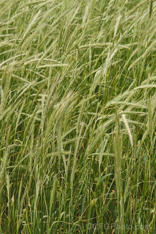 Rye (<i>Secale cereale</i>), once the primary bread grain of Europe, this grain, found from Turkey to Iran and the plains of Central Asia, was largely superseded by wheat. It still remains popular, though, for adding its distinctive flavour and colour to breads, crackers and other baked goods, as well as for the production of rye whisky. While true rye whisky must be made from at least 51% rye, the grain also used in many other whiskies where barley is the predominant grain. secale-3300htm'>Secale. .