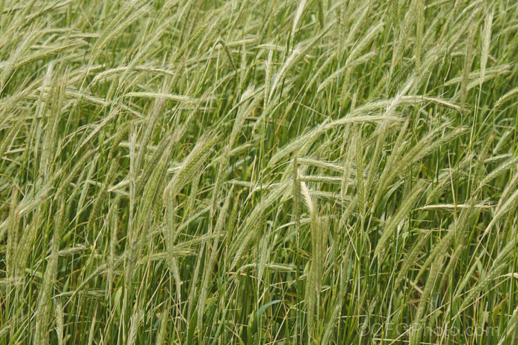 Rye (<i>Secale cereale</i>), once the primary bread grain of Europe, this grain, found from Turkey to Iran and the plains of Central Asia, was largely superseded by wheat. It still remains popular, though, for adding its distinctive flavour and colour to breads, crackers and other baked goods, as well as for the production of rye whisky. While true rye whisky must be made from at least 51% rye, the grain also used in many other whiskies where barley is the predominant grain. secale-3300htm'>Secale. .