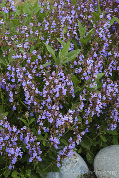 Common Sage (<i>Salvia officinalis</i>), an evergreen woody-stemmed perennial of shrub native to the Mediterranean area. Its foliage has long been used in cooking and it also has some herbal medicinal uses. Order: Lamiales, Family: Lamiaceae
