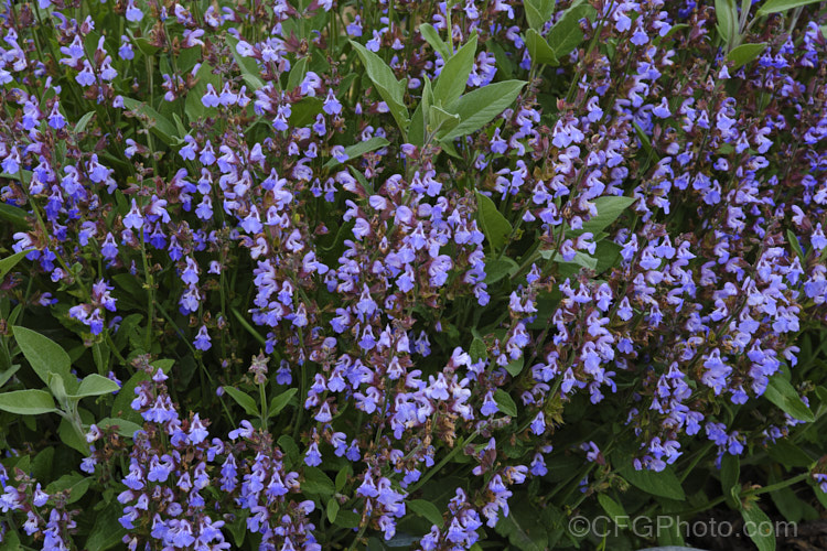 Common Sage (<i>Salvia officinalis</i>), an evergreen woody-stemmed perennial of shrub native to the Mediterranean area. Its foliage has long been used in cooking and it also has some herbal medicinal uses. Order: Lamiales, Family: Lamiaceae
