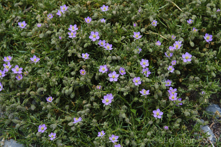 Rock Sea-spurrey (<i>Spergularia rupicola</i>), a very small, spreading, prostrate, short-lived perennial with green to grey-green foliage and tiny, 4-petalled pink flowers that open from late spring. While sometimes cultivated in rockeries, it is most often seen as a wildflower or minor weed. It occurs naturally around the coast of Ireland and western Britain and has naturalised in other areas. spergularia-3322htm'>Spergularia. Order: Caryophyllales, Family: Caryophyllaceae