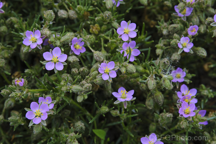 Rock Sea-spurrey (<i>Spergularia rupicola</i>), a very small, spreading, prostrate, short-lived perennial with green to grey-green foliage and tiny, 4-petalled pink flowers that open from late spring. While sometimes cultivated in rockeries, it is most often seen as a wildflower or minor weed. It occurs naturally around the coast of Ireland and western Britain and has naturalised in other areas. spergularia-3322htm'>Spergularia. Order: Caryophyllales, Family: Caryophyllaceae