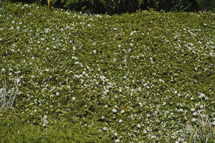 Veronica decumbens (syn. Hebe decumbens</i>), an evergreen, early-summer-flowering shrub found in the subalpine and low alpine regions (at elevations of 450-1370m</i>) of the northern half of the South Island of New Zealand It has a low, spreading habit but can mound up to over 30cm high
