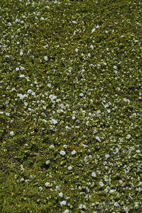 Veronica decumbens (syn. Hebe decumbens</i>), an evergreen, early-summer-flowering shrub found in the subalpine and low alpine regions (at elevations of 450-1370m</i>) of the northern half of the South Island of New Zealand It has a low, spreading habit but can mound up to over 30cm high