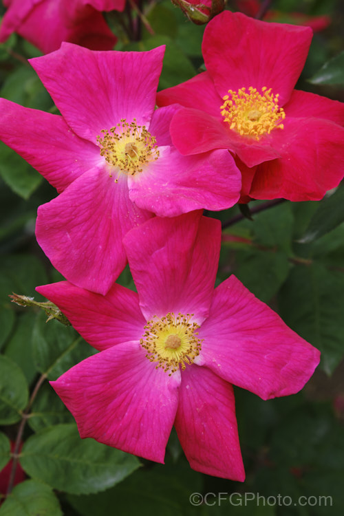 Rosa 'Dr. Jackson', an English Rose raised by Austin of England in 1987. It is repeat flowering, with simple, unscented, single flowers. Order: Rosales, Family: Rosaceae