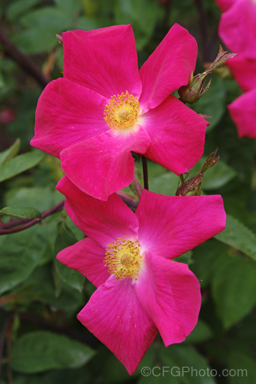 Rosa 'Dr. Jackson', an English Rose raised by Austin of England in 1987. It is repeat flowering, with simple, unscented, single flowers. Order: Rosales, Family: Rosaceae