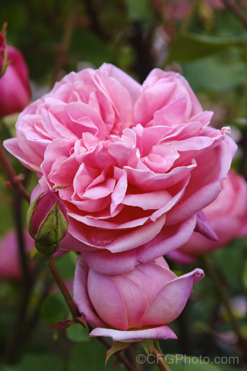 Rosa 'Archiduc Joseph', an unusually coloured and shaped. Tea rose raised by Gilbert Nabonnand of France in 1872. It is a vigorous grower that does well in semi-shade. It can grow to 2m tall and has several flushes of its scented double flowers through the warmer months. Order: Rosales, Family: Rosaceae