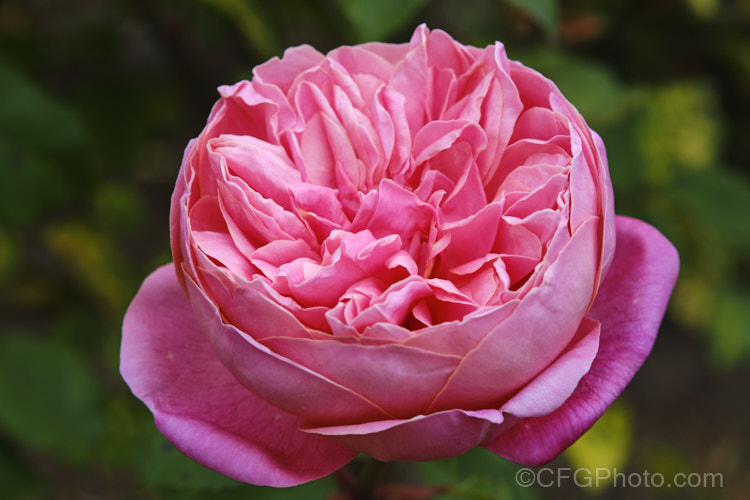 Rosa 'Archiduc Joseph', an unusually coloured and shaped. Tea rose raised by Gilbert Nabonnand of France in 1872. It is a vigorous grower that does well in semi-shade. It can grow to 2m tall and has several flushes of its scented double flowers through the warmer months. Order: Rosales, Family: Rosaceae