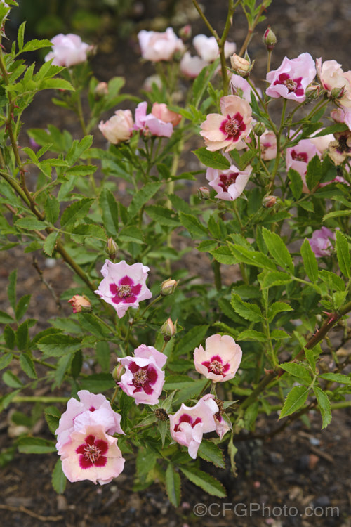 Rosa 'Euphrates', a small, prickly, shrub rose with small, single, slightly scented, red-centred flowers. It was raised by Harkness of the United Kingdom and introduced in 1986. Order: Rosales, Family: Rosaceae