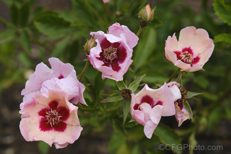 Rosa 'Euphrates', a small, prickly, shrub rose with small, single, slightly scented, red-centred flowers. It was raised by Harkness of the United Kingdom and introduced in 1986. Order: Rosales, Family: Rosaceae