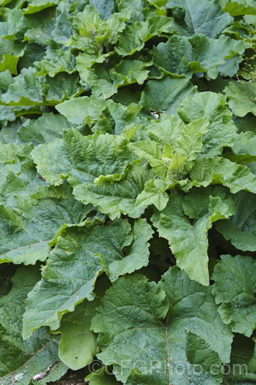 Clary Sage (<i>Salvia sclarea</i>), a 1–2m tall biennial or herbaceous perennial native to the Mediterranean region and central Asia. It has many herbal uses. Order: Lamiales, Family: Lamiaceae