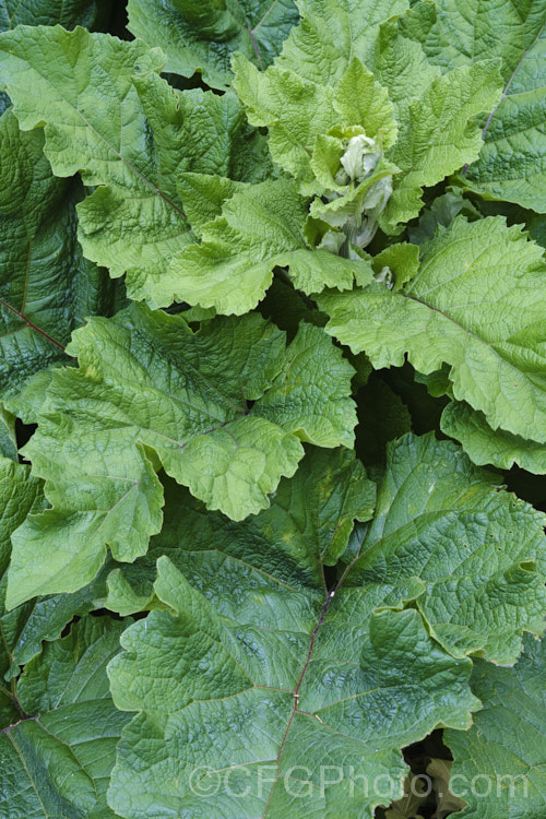 Clary Sage (<i>Salvia sclarea</i>), a 1–2m tall biennial or herbaceous perennial native to the Mediterranean region and central Asia. It has many herbal uses. Order: Lamiales, Family: Lamiaceae
