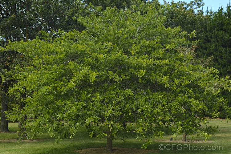 Willow Oak (<i>Quercus phellos</i>), a 20-30m tall deciduous tree native to the central and eastern United States. Order: Fagales, Family: Fagaceae