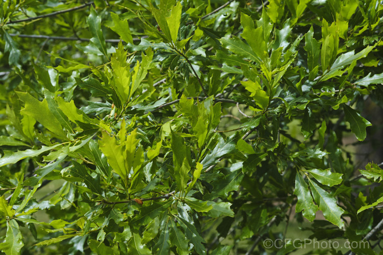 The summer foliage of the Willow Oak (<i>Quercus phellos</i>), a 20-30m tall deciduous tree native to the central and eastern United States. Order: Fagales, Family: Fagaceae