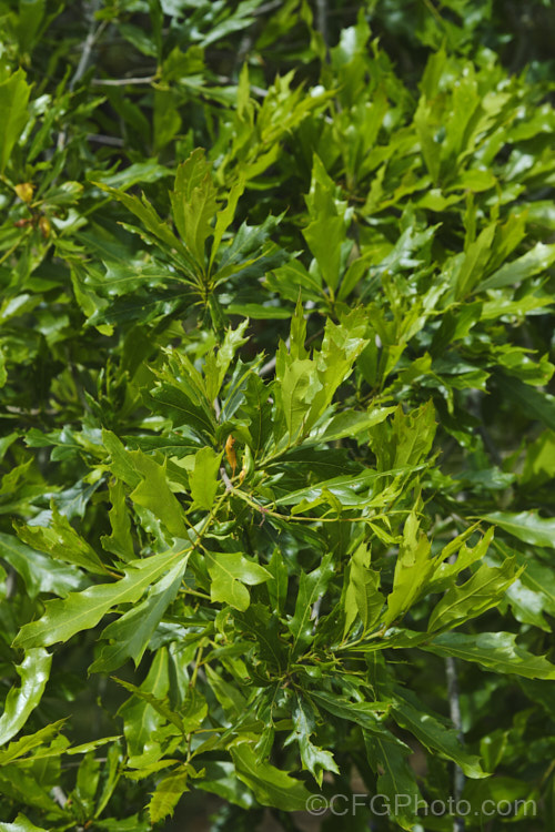 The summer foliage of the Willow Oak (<i>Quercus phellos</i>), a 20-30m tall deciduous tree native to the central and eastern United States. Order: Fagales, Family: Fagaceae