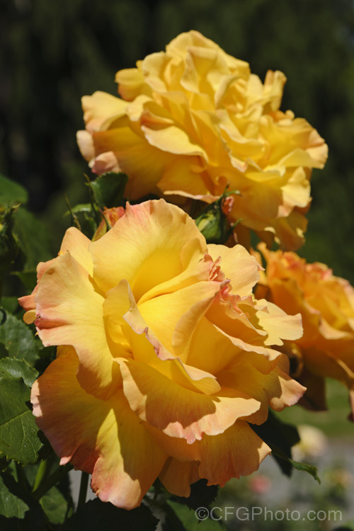 Rosa 'Benson & Hedges Gold' ('Yellow Pages' x ['Arthur. Bell' x 'Cynthia. Brooke']), a mildly scented Large-flowered (<i>Hybrid Tea</i>) bush rose raised by McGredy of New Zealand in 1979. Order: Rosales, Family: Rosaceae