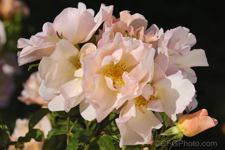 Rosa 'Jacquenetta' ('Charles Austin' seedling</i>), an English Rose introduced by Austin of England in 1983. It grows to around 12m high and wide and is quite strongly scented. Order: Rosales, Family: Rosaceae