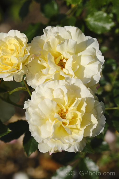 Rosa 'Leverkusen' (<i>Rosa kordesii x 'Golden Glow'), a Floribunda (<i>Cluster-flowered</i>) rose raised by Kordes of Germany and introduced in 1954. It is a rather small climber or tall shrub. Order: Rosales, Family: Rosaceae