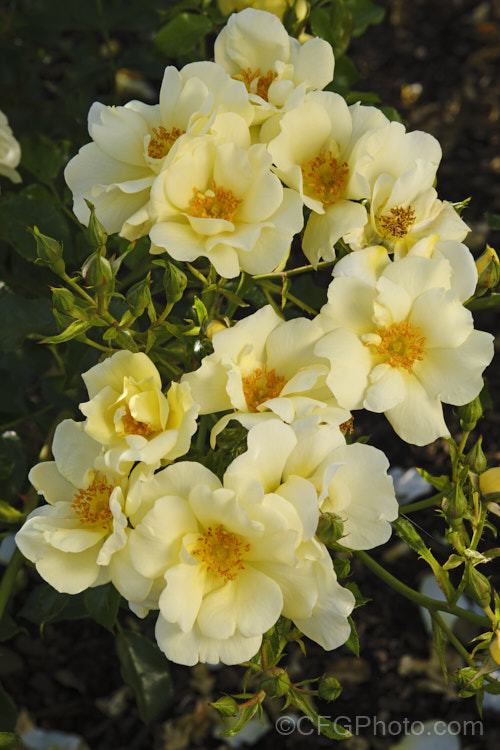 Rosa 'Worcestershire', a mildly scented shrub rose raised in 1999 by Kordes of Germany Its single to semi-double flowers are repeat blooming. Order: Rosales, Family: Rosaceae