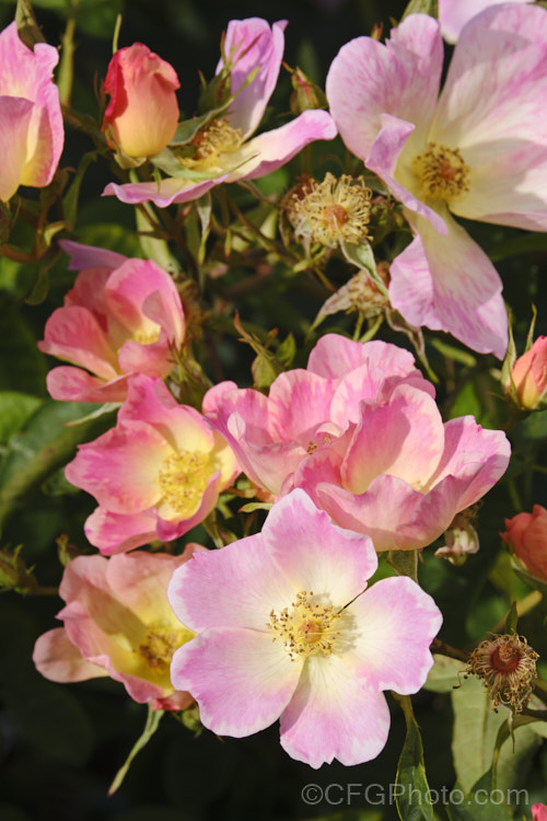 Rosa 'Summer. Wine', a Large-flowered (<i>Hybrid Tea</i>) rose raised by Kordes of Germany in 1985. It is usually listed as a climber but can be grown as a large bush. The semi-double flowers are pleasantly scented. Order: Rosales, Family: Rosaceae