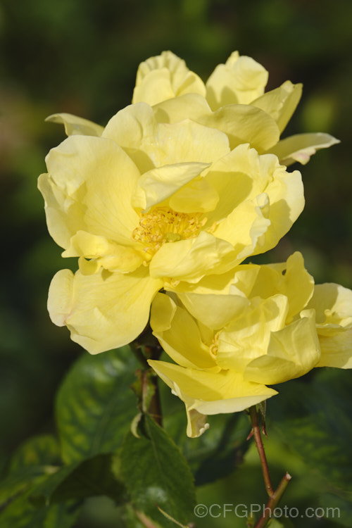 Rosa 'Lawrence Johnston' ('Souvenir de Madame Eugenie Verdier' x Rosa foetida forma persiana</i>), a Rosa foetida hybrid raised by Pernet. Ducher in around 1905 but not introduced. It was named after. Major Lawrence Johnston, owner of Hidcote Manor and Jardin Serre de la Madone. Order: Rosales, Family: Rosaceae