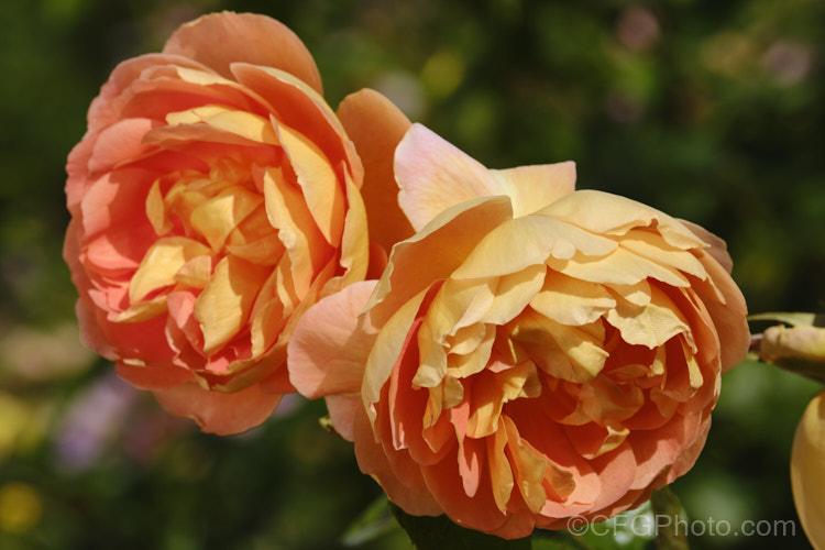Rosa 'Pat Austin' ('Graham Thomas' x 'Abraham Darby'), an English Shrub Rose raised by David Austin of England in 1995. It is usually quite compact, and the flowers are fragrant. Order: Rosales, Family: Rosaceae