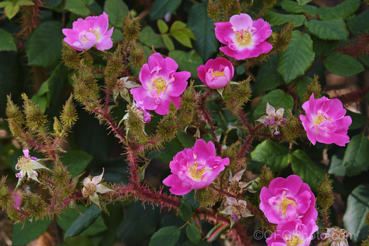 Rosa 'Goethe' (<i>Rosa multiflora x unknown</i>), a 1.8m high x 1.2m wide, mildly scented, moss shrub rose raised by Lambert of Germany and introduced in 1911. It produces clusters of small single blooms in early summer. Order: Rosales, Family: Rosaceae