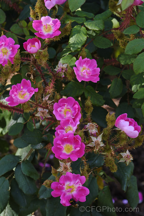 Rosa 'Goethe' (<i>Rosa multiflora x unknown</i>), a 1.8m high x 1.2m wide, mildly scented, moss shrub rose raised by Lambert of Germany and introduced in 1911. It produces clusters of small single blooms in early summer. Order: Rosales, Family: Rosaceae