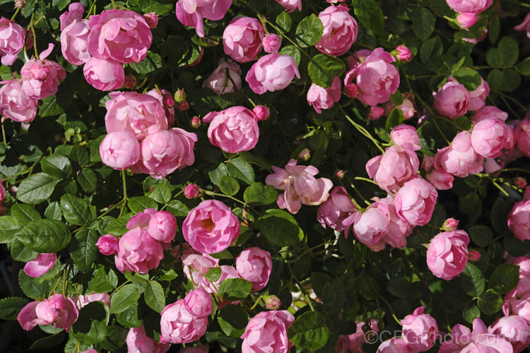 Rosa 'Raubritter' ('Daisy Hill' x 'Solarium'), a once-flowering sprawling Macrantha Shrub rose introduced by Kordes of Germany in 1936. Its flowers are often strongly scented. It is an appealing bush when in flower but is often untidy and prone to pests and diseases. Order: Rosales, Family: Rosaceae