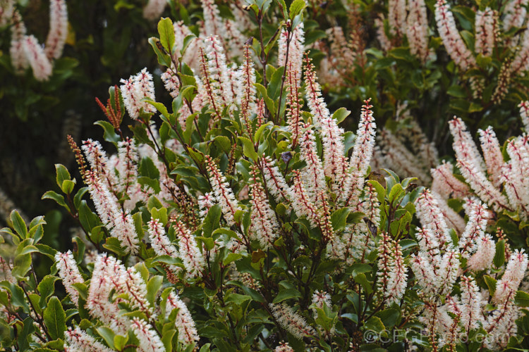 Kamahi (<i>Weinmannia racemosa</i>), an evergreen tree found throughout New Zealand from Waikato southwards. It grows 15-24m tall and its nectar-rich flowers are very popular with bees. The timber has some uses but it lacks durability and the foliage is sometimes cut for the florists' use. weinmannia-2395htm'>Weinmannia. <a href='cunoniaceae-plant-family-photoshtml'>Cunoniaceae</a>.