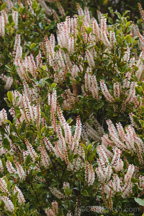 Kamahi (<i>Weinmannia racemosa</i>), an evergreen tree found throughout New Zealand from Waikato southwards. It grows 15-24m tall and its nectar-rich flowers are very popular with bees. The timber has some uses but it lacks durability and the foliage is sometimes cut for the florists' use. weinmannia-2395htm'>Weinmannia. <a href='cunoniaceae-plant-family-photoshtml'>Cunoniaceae</a>.