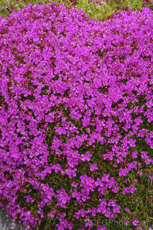 Spanish Shawl or Trailing Lasiandra (<i>Heterocentron elegans [syn. Heeria rosea]), a groundcover or spreading subshrub from Mexico, Guatemala and Honduras. An excellent summer-flowering rockery plant in mild climates.
