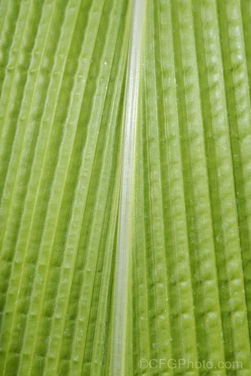Closeup of the foliage of Palmgrass, Highland Pit. Pit or Broadleafed. Bristlegrass (<i>Setaria palmifolia</i>),a very wide-leaved grass native to tropical and warm-temperate Asia. The foliage creates an effect similar to a low, clumping palm, though when the plumes of flowers appear its true identity is revealed. While very ornamental, this species has the potential to be invasive in suitable climates. setaria-3631htm'>Setaria. .