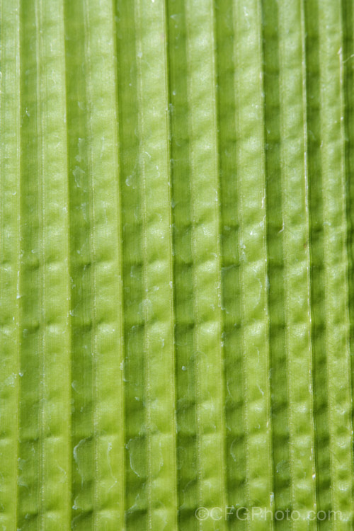 Closeup of the foliage of Palmgrass, Highland Pit. Pit or Broadleafed. Bristlegrass (<i>Setaria palmifolia</i>),a very wide-leaved grass native to tropical and warm-temperate Asia. The foliage creates an effect similar to a low, clumping palm, though when the plumes of flowers appear its true identity is revealed. While very ornamental, this species has the potential to be invasive in suitable climates. setaria-3631htm'>Setaria. .