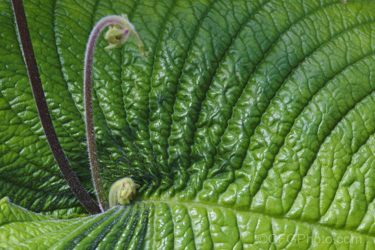 Leaf and developing flower stems of Streptocarpus wendlandii, a monocarpic. South African. Cape Primrose that has just one very large (up to 75 x 60cm</i>), velvety leaf and sprays of tiny mauve flowers. Order: Lamiales, Family: Gesneriaceae
