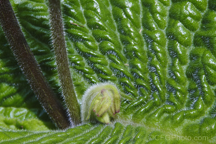 Leaf and developing flower stems of Streptocarpus wendlandii, a monocarpic. South African. Cape Primrose that has just one very large (up to 75 x 60cm</i>), velvety leaf and sprays of tiny mauve flowers. Order: Lamiales, Family: Gesneriaceae