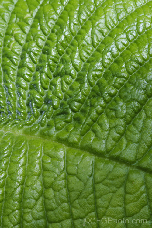 Closeup of the foliage of Streptocarpus wendlandii, a monocarpic. South African. Cape Primrose that has just one very large (up to 75 x 60cm</i>), velvety leaf and sprays of tiny mauve flowers. Order: Lamiales, Family: Gesneriaceae