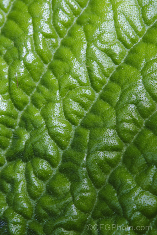 Closeup of the foliage of Streptocarpus wendlandii, a monocarpic. South African. Cape Primrose that has just one very large (up to 75 x 60cm</i>), velvety leaf and sprays of tiny mauve flowers. Order: Lamiales, Family: Gesneriaceae