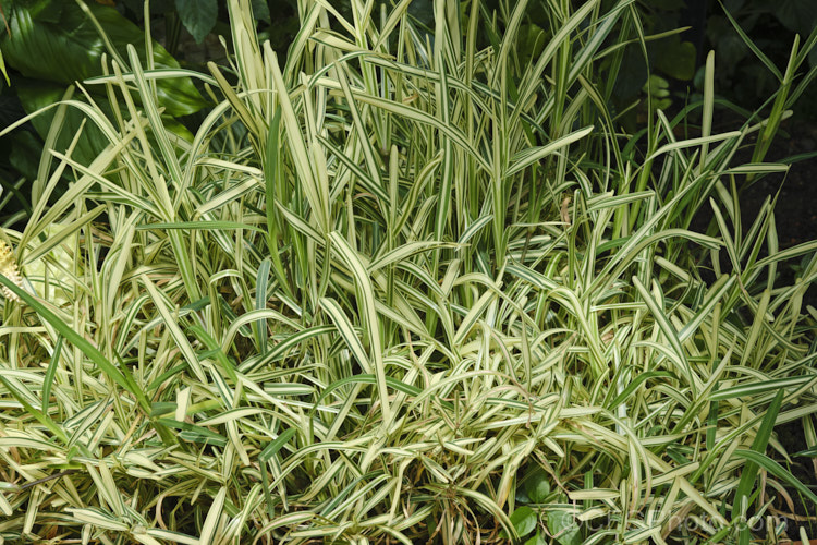 Variegated Buffalo. Grass or St. Augustine. Grass (<i>Stenotaphrum secundatum 'Variegatum'), a cultivar of a vigorously spreading 30cm tall grass found in tropical America, West Africa and the PacificIslands. Order: Poales, Family: Poaceae
