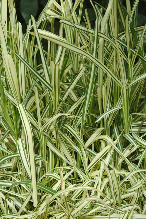Variegated Buffalo. Grass or St. Augustine. Grass (<i>Stenotaphrum secundatum 'Variegatum'), a cultivar of a vigorously spreading 30cm tall grass found in tropical America, West Africa and the PacificIslands. Order: Poales, Family: Poaceae