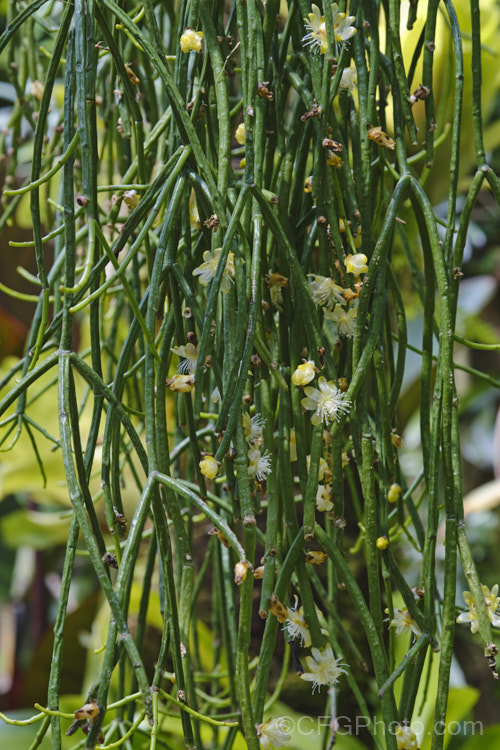 Woolly Wickerware. Cactus (<i>Rhipsalis floccosa [syns. Hatiora floccosa, Hylorhipsalis floccosa]), a trailing, spineless, epiphytic cactus native to Brazil. The small, deep yellow flowers are interesting, but the jointed stems are the main feature and the plant is usually cultivated in hanging basket so that the plant forms a curtain of stems